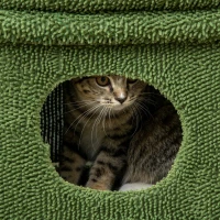 PawHut Tiragraffi per Gatti con Lettino, Casetta e Palo in Sisal a Forma di Cactus, 68x30x67cm, Verde(m-9)