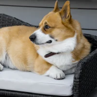 PawHut Canapé panier pour chien chat en résine tressée avec coussin doux imperméable lavable intérieur et extérieur dim. 75L x 45l x 35H cm(m-8)