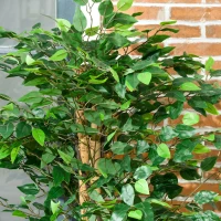 HOMCOM Conjunto de 2 plantas artificiales ficus altura 1,50 m tronco ramas lianas líquen hojas gran realismo maceta incluida Verde(m-5)