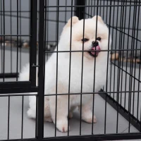 PawHut Parque para Animais de Estimação Retangular Gaiola para Cães 4 Paineis de Metal com Porta e Dupla Fechadura Cerca de Treinamento 129x84x70cm Preto(m-7)