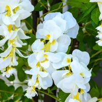 Outsunny Elegante Trepadeira Artificial de Wisteria 165 cm com Flores e Folhas Realistas para Todos Os Ambientes(m-4)