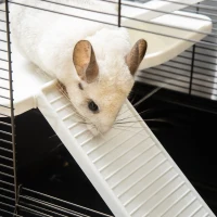 PawHut Cage pour Cochon d'Inde avec Poignée, Bouteille d'Eau, Rampe et Bol, 80x48x58cm, Noir(m-3)