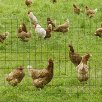 PawHut 1M x 10M Chicken Wire Mesh Roll Rabbit Poultry Animal Fence PVC Coated Steel Metal Garden Netting Fencing(m-2)