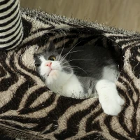 PawHut Copac zgâriat în design zebra, 1 tunel pentru pisici, 3 stâlpi de zgâriat 48,5 cm x 35 cm x 93 cm, Negru + Alb(m-5)