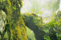 Mauro Ferretti Pictura Pe Panza, Lacuita, Cu Rama, Padure Cm 90X4X58(m-5)