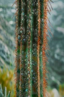 Mauro Ferretti Pictura Pe Panza, Cu Rama, Cactus -A- Cm 60X4X88(m-4)