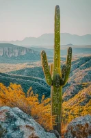 Mauro Ferretti Pictura Pe Panza Lacuita, Cu Rama, Cactus -B- Cm 60X4X88(m-4)