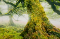 Mauro Ferretti Pictura Pe Panza, Lacuita, Cu Rama, Padure Cm 90X4X58(m-2)