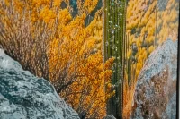 Mauro Ferretti Pictura Pe Panza Lacuita, Cu Rama, Cactus -B- Cm 60X4X88(m-5)