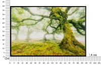 Mauro Ferretti Pictura Pe Panza, Lacuita, Cu Rama, Padure Cm 90X4X58(m-7)