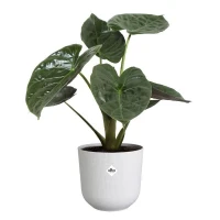 Pot de fleur - Elho - Jazz Rond - Blanc - L 35 x B 34.5 x H 32 cm - Intérieur - 100% recyclé(m-6)