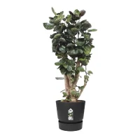 ELHO Pot de fleurs rond Greenville 40 - Extérieur - Ø 39 x H 36,8 cm - Vivre noir(m-5)