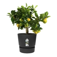 ELHO Pot de fleurs rond Greenville 25 - Extérieur - Ø 24,48 x H 23,31 cm - Vivre noir(m-5)