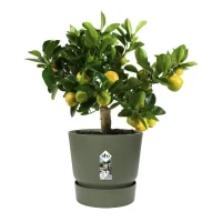 ELHO Pot de fleurs rond Greenville 30 - Extérieur - Ø 29,5 x H 27,8 cm - Vert feuille(m-5)