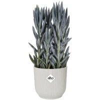 ELHO Pot de fleurs rond Vibes - Ø 30 x H 27 cm - Intérieur - 100% recyclé - Blanc(m-4)