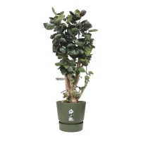 ELHO Pot de fleurs rond Greenville 47 - Extérieur - Ø 47 x H 44,1 cm - Vert feuille(m-5)