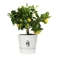 ELHO Pot de fleurs rond Greenville 30 - Extérieur - Ø 29,5 x H 27,8 cm - Blanc(m-5)