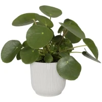 ELHO Pot de fleurs rond Vibes - Ø 30 x H 27 cm - Intérieur - 100% recyclé - Blanc(m-3)