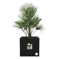 ELHO Bac a fleurs Vivo Next Square 30  - Ø 30 x H 29 cm - Intérieur,Extérieur - 100% recyclé - Noir(m-2)