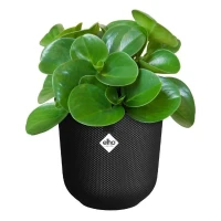 ELHO Pot de fleur Jazz Rond - Noir - Ø 26 x H 24 cm - Intérieur - 100% recyclé(m-4)