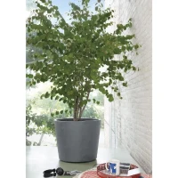 DEROMA Pot de fleurs Millennium R - 59 x h49,5 cm - Ashgrey - A réserve d'eau - Roulettes(m-3)