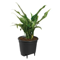 ELHO Pot a fleurs Self-watering Insert - Ø 33 x H 31 cm - Intérieur, accessoires - 100% recyclé - Noir(m-1)