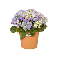 ELHO Pot de fleurs Rond GREEN BASICS - Plastique  - Ø38,8 x H30 cm - Terre cuite doux(m-2)