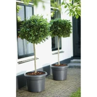 ELHO Pot de fleurs Green Basics Cilinder - Ø 64 x H 49 cm - Extérieur - 100% recyclé - Noir(m-6)