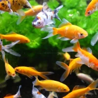 Aimant aquarium Nettoie vitres - AIMÉ - 10cm(m-3)