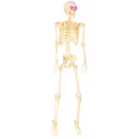 Outsunny Skelett-Figur, Halloween-Dekoration, bewegliche Arme und Beine, Geräusch-Aktivierung, leuchtende Augen, Batteriebetrieb, 152 cm, Metall, Kunststoff, Gelb(m-10)
