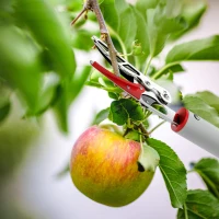 Outsunny Podadora de Árvores 180 cm com Cabo de Alumínio Leve e Resistente e Lâmina Metálica 180x10 cm Prata a Vermelho(m-8)