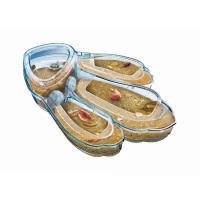 Clementoni - Science & Jeu - Triops(m-2)