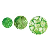 Clementoni - Sciences et Jeu - Super Microscope Professionnel - 8 ans et +(m-4)