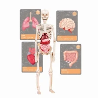 Clementoni - Sciences et jeu - L'histoire de la vie sur Terre - Réalité Virtuelle - Plus de 50 expériences - Fabriqué en Italie(m-5)