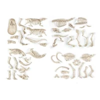 Clementoni - Science & Jeu - Archéo Ludic - Proies et Prédateurs(m-5)