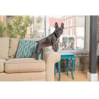 Collier anti aboiement pour Chien - PetSafe - Stimulation Eléctrostatique Progressive (6 Niveaux)(m-2)