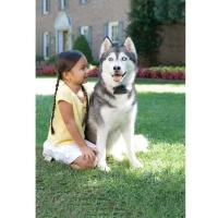 PetSafe - Systeme de Clôture Anti-Fugue pour Chien avec 150 metres de fil - 5 niveaux réglables de stimulation statique(m-5)