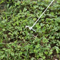 Outsunny Estufa Tipo Túnel 595x300x200cm Estufa de Jardim Grande com 12 Janelas e Porta Enrolável com Zíper para Cultivo de Plantas Branco(m-12)