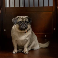 PawHut Klatka dla psa, Schronienie dla psa, Klatka dla psa średniego, Box dla psa wewnątrz pomieszczenia, Klatka dla zwierząt z zamkniętymi drzwiami, Brązowy, 80,5 x 59,5 x 67,5 cm(m-9)