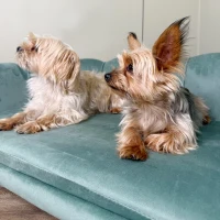 PawHut Dog Sofa, Pet Couch Bed for Medium, Large Dogs, with Legs, Cushion - Green(m-8)