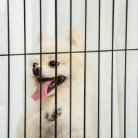 PawHut Cancelletto a 4 pannelli per Cani e animali Recinzione Autoportante con Piedini, 305x82 cm, Bianco(m-3)