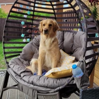 Outsunny Egg Chair with Cushion & Side Pocket - Brown(m-9)