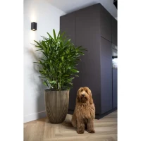 CAPI EUROPE Vase élégant GROOVE - 46x58 cm Noir et doré(m-3)