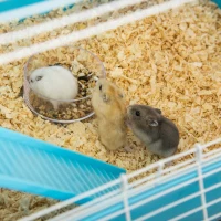 PawHut Klatka dla chomików, 5-poziomowa klatka dla gryzoni i małych zwierząt, wykonana z drutu stalowego, z kołem do biegania, rampą, butelką na wodę, miską na pokarm, klatka dla myszy, chomików i myszoskoczków, wymiary 59 x 36 x 69 cm, jasnoniebiesk(m-8)