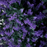 HOMCOM Set of 2 Artificial Lavender Flowers, Indoor Outdoor Fake Plants with Stakes, UV Resistant for Garden,  90 cm, Blue(m-9)