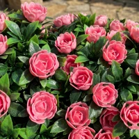 HOMCOM Artificial Rose Topiary UV Resistant, 2-Pack Fake Plants, 55 cm, Pink(m-11)
