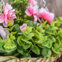 Outsunny Set 2 Plante Lisianthus – Ghiveci Rachita, Decorative pentru Agatat(m-10)