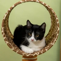 PawHut Rascador 101 cm Torre para gatos diseño jirafa, con cueva, pelota de juego, postes de yute para gatos medianos hasta 5 kg(m-5)