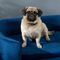 PawHut Hundesofa Hundebett aus holländischem Samt Hundecouch mit Rückenlehne, Holzbeine, Kissen Blau(m-8)