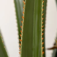 HOMCOM Künstliche Yucca groß 190cm Kunstpflanze, Plastik Künstliche Pflanze im Topf, 17 x 17 x 190 cm Smaragdgrün(m-8)